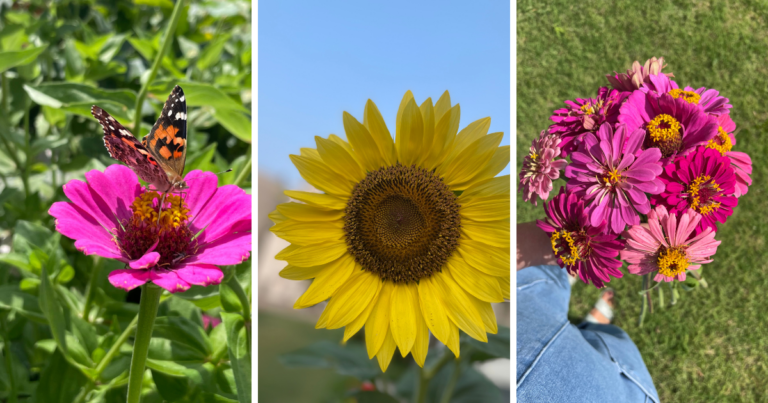 cut flowers